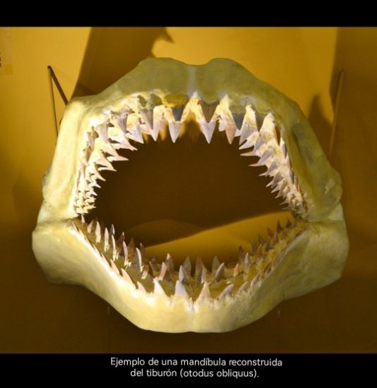 Imagen de Diente fósil de tiburón, collar.