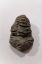 Imagen de Trilobite calymene 